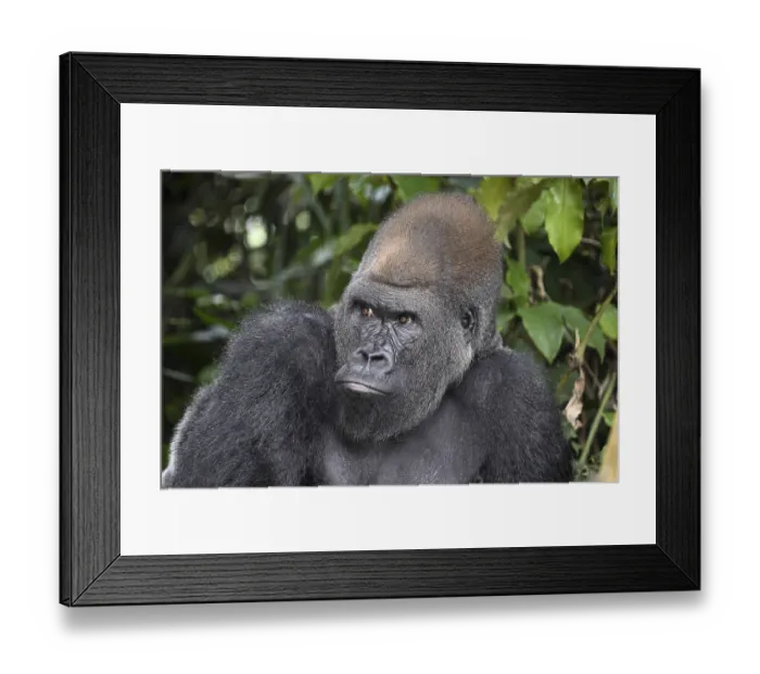 Framed Print : Western lowland gorilla (Gorilla gorilla gorilla) in the Reserve Lesio-Louna nature reserve