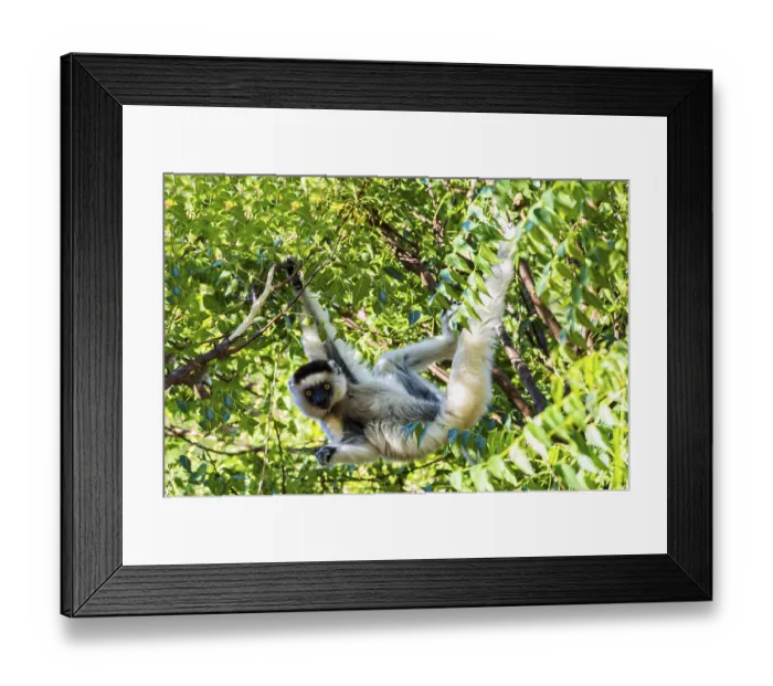 Framed Print : Verreaux's Sifaka (Propithecus verreauxi) in a tree