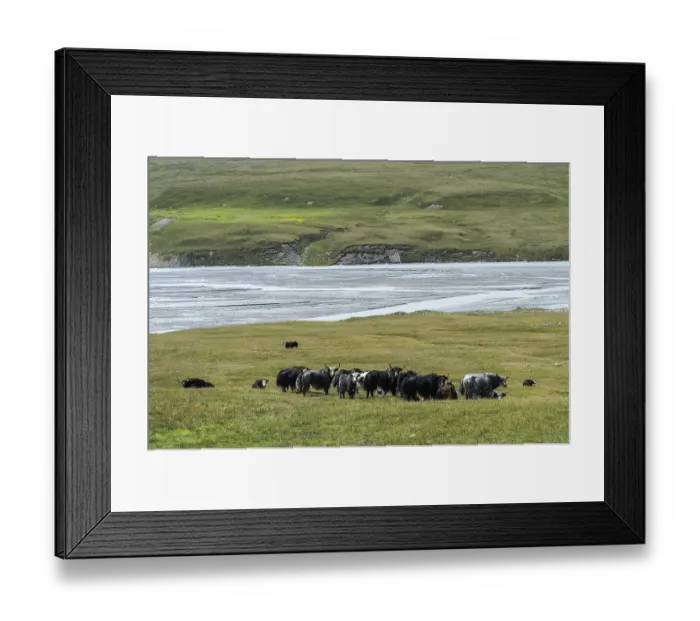 Framed Print : Yak (Bos grunniens) herd, Sary Jaz valley