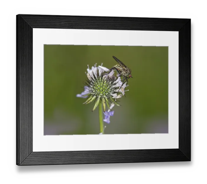 Framed Print : Empis tessellatav (Empis tesselata) searching for nectar on a thistle flower