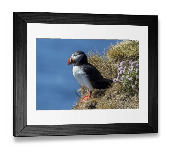 Framed Print : Puffin (Fratercula arctica), standing in the grass Framed Print : Puffin (Fratercula arctica), standing in the grass