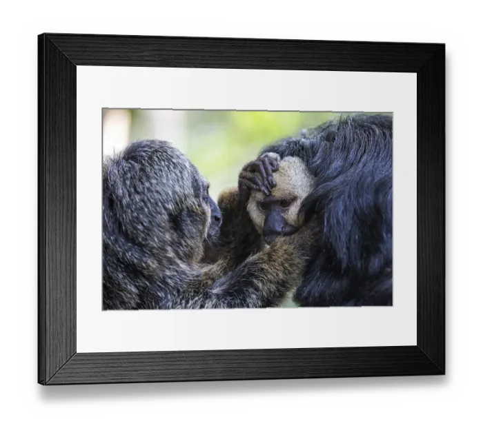 Framed Print : White-faced saki (Pithecia pithecia) or Blasskopfsaki Framed Print : White-faced saki (Pithecia pithecia) or Blasskopfsaki