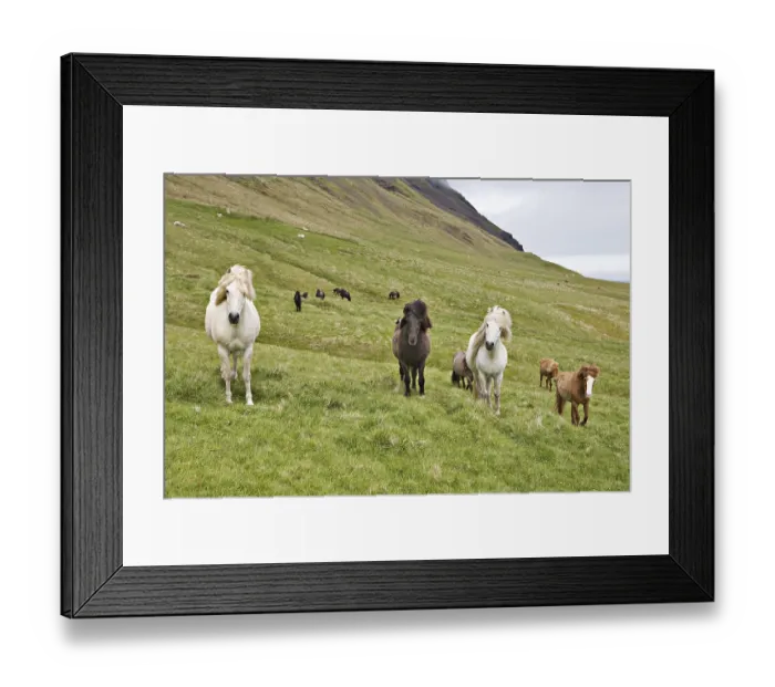 Framed Print : Icelandic horses at Brunavik Bay