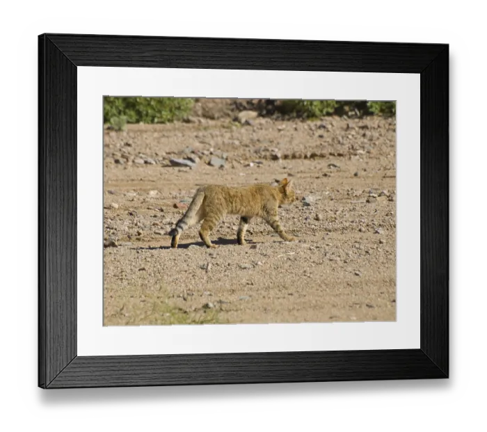 Framed Print : African Wildcat (Felis silvestris lybica)
