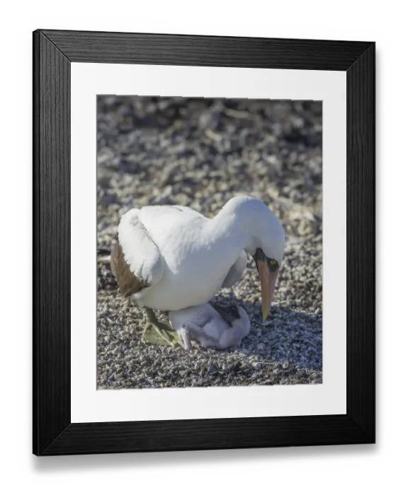 Framed Print : Nazca Booby (Sula granti) on a nest with a chick