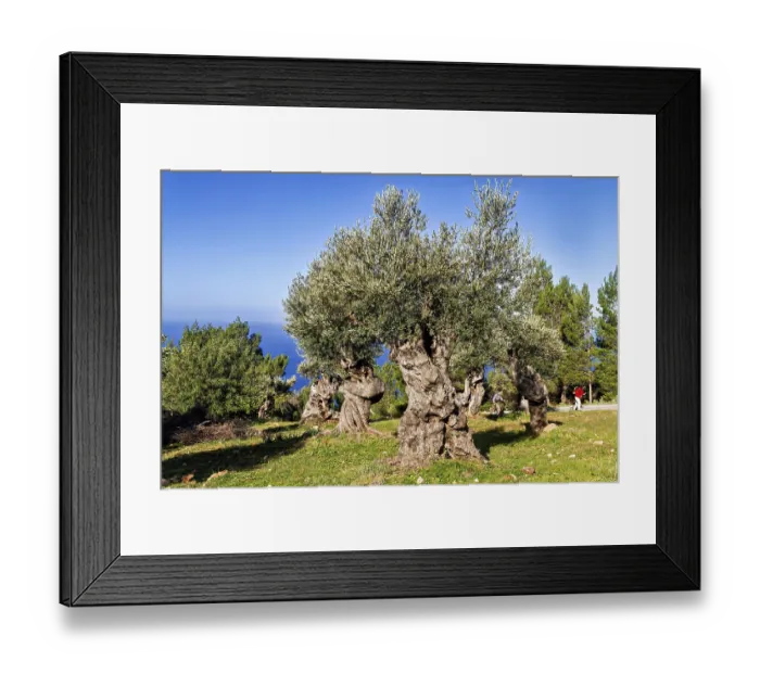 Framed Print : Olive grove with twisted trunks under a clear blue sky on a sunny day