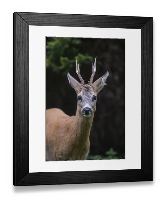 Framed Print : European roe deerbock (Capreolus capreolus)