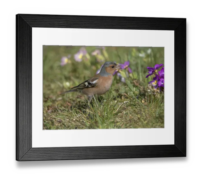 Framed Print : Common chaffinch (Fringilla coelebs) male foraging in spring meadow