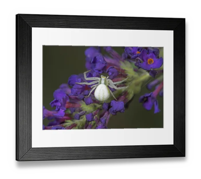Framed Print : White crab spider (Misumena vatia) on purple flower of butterfly bush (Buddleja) close-up