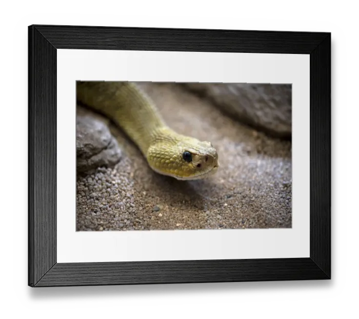 Framed Print : Venomous mexican west coast rattlesnake (Crotalus basiliscus)
