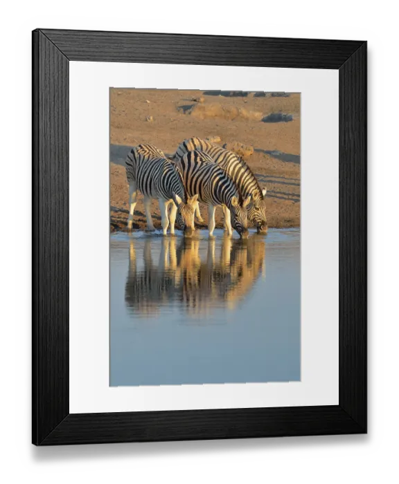 Framed Print : Burchell's Zebras (Equus quagga burchelli)