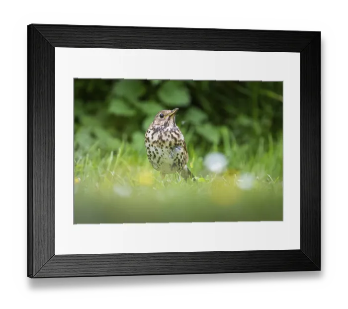 Framed Print : Song Thrush, Turdus philomelos), Germany, Europe