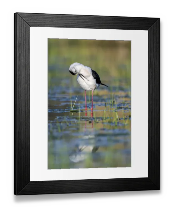 Framed Print : Black-winged Stilt (Himantopus himantopus) Framed Print : Black-winged Stilt (Himantopus himantopus)