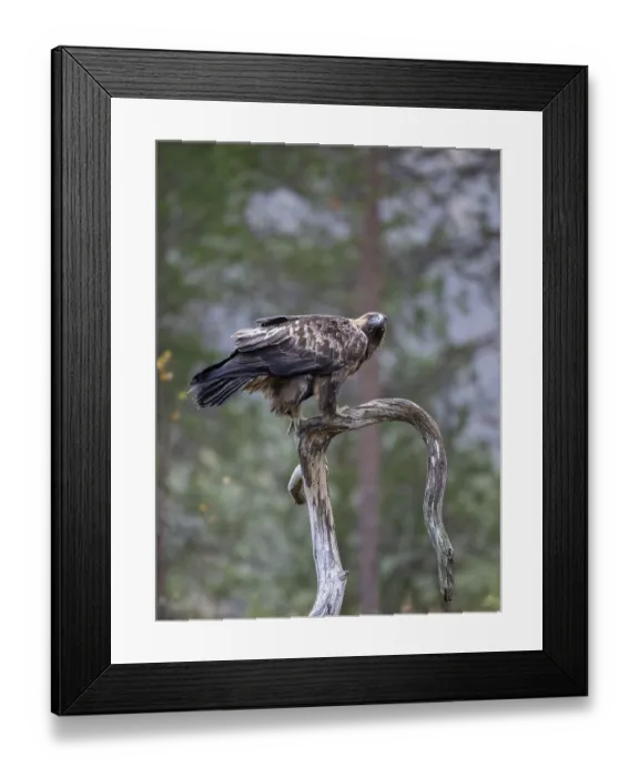 Framed Print : Golden eagle (Aquila chrysaetos)