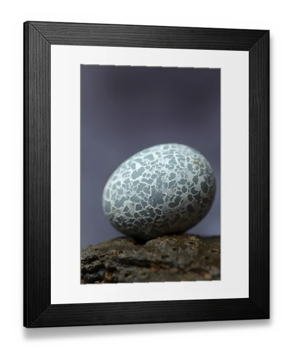 Framed Print : Egg of the Guira Cuckoo (Guira guira)