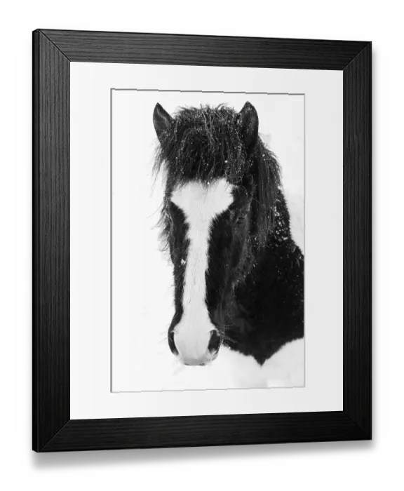 Framed Print : Black and white spotted Icelandic horse (Equuus ferus caballus)