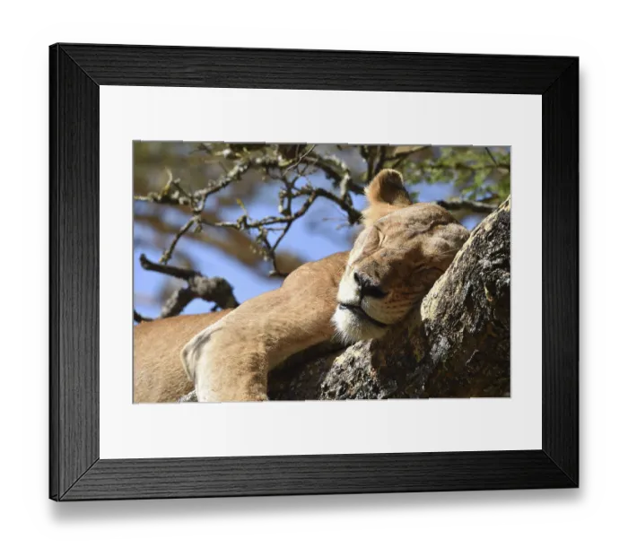 Framed Print : Lion (Panthera leo) Lioness, tree lion sleeping on an acacia tree in Kenya