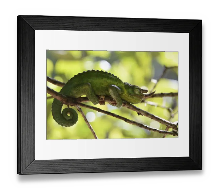 Framed Print : Jacksons horned chameleon (Trioceros jacksonii) in Kenya