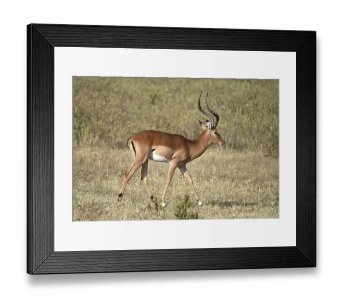 Framed Print : Impala (Aepyceros) in Kenya