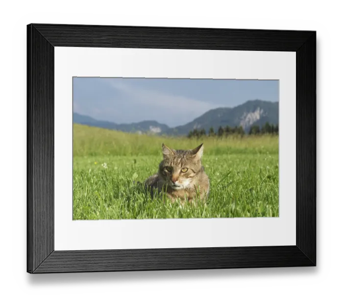 Framed Print : Cat in the gras