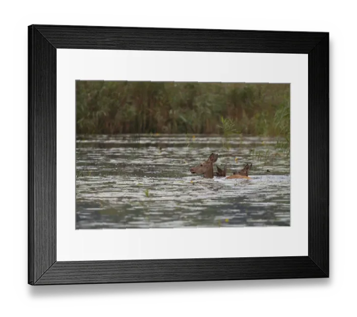 Framed Print : Doe (Cervus elaphus), calves, swimming