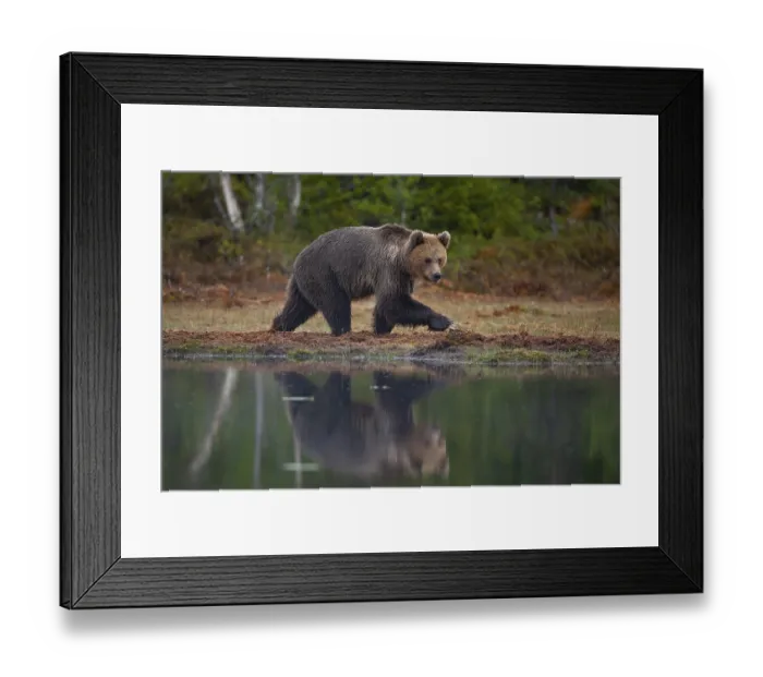 Framed Print : European brown bear (Ursus arctos) adult female walking by a lake in a boreal forest