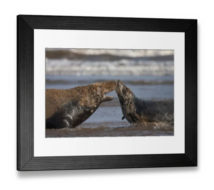 Framed Print : Grey (Halichoerus grypus) seal two adult animals in the surf of the sea