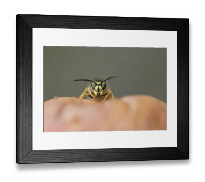 Framed Print : Common wasp (Vespula vulgaris) adult on a fallen pear in a garden in summer