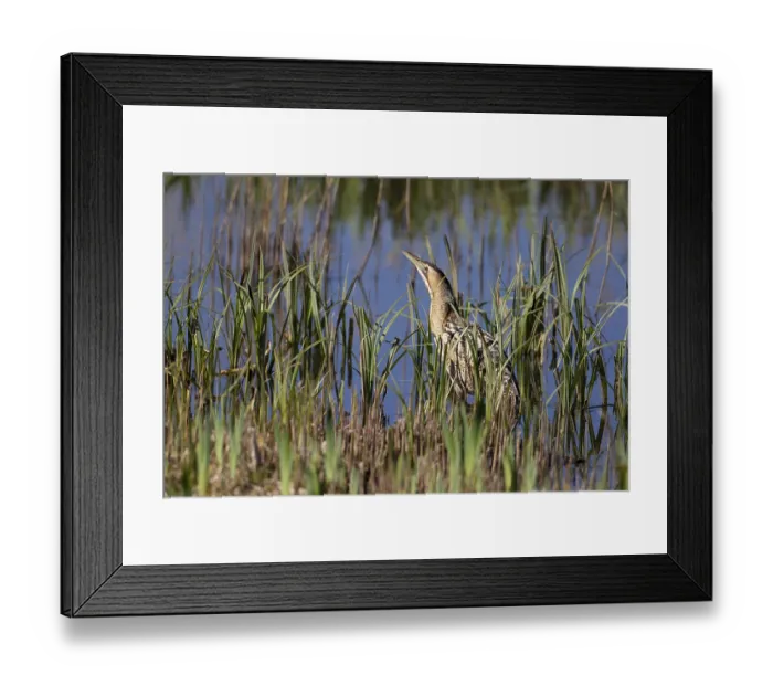 Framed Print : Great bittern (Botaurus stellaris) adult bird on the edge of a lagoon in a reedbed
