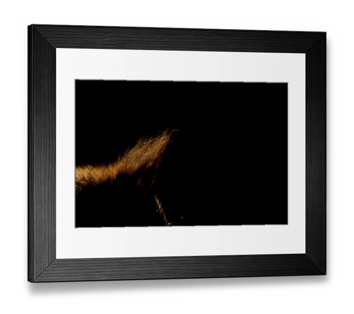 Framed Print : Red squirrel (Sciurus vulgaris) adult animal ear tuft backlit