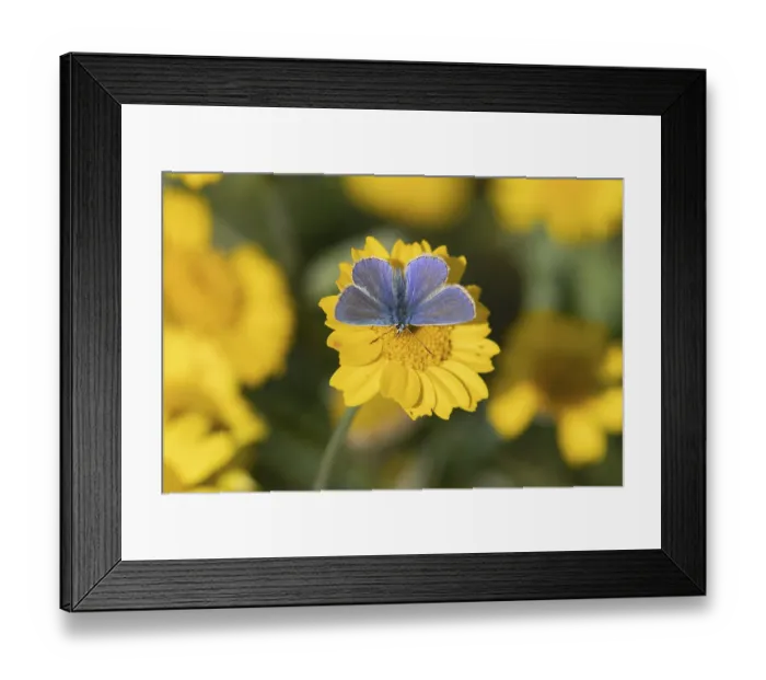 Framed Print : Common blue butterfly (Polyommatus icarus) adult insect feeding on a Corn marigold flower in summer