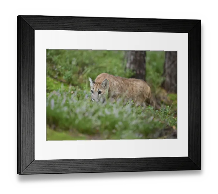 Framed Print : Cougar, Mountain Lion (Puma concolor) Framed Print : Cougar, Mountain Lion (Puma concolor)