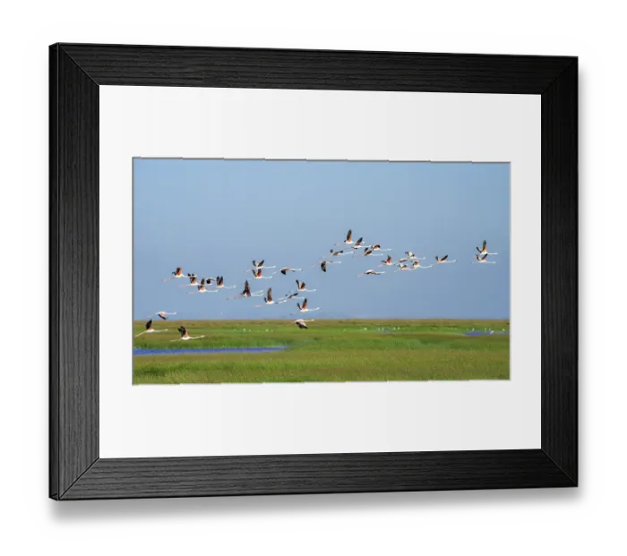 Framed Print : Greater flamingos (Phoenicopterus roseus) in flight Framed Print : Greater flamingos (Phoenicopterus roseus) in flight