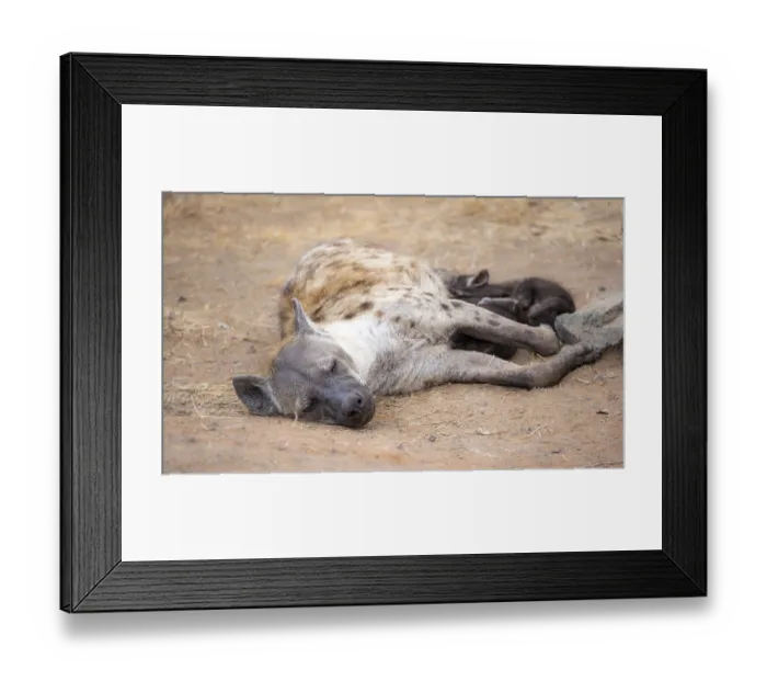 Framed Print : Spotted hyenas (Crocuta crocuta)