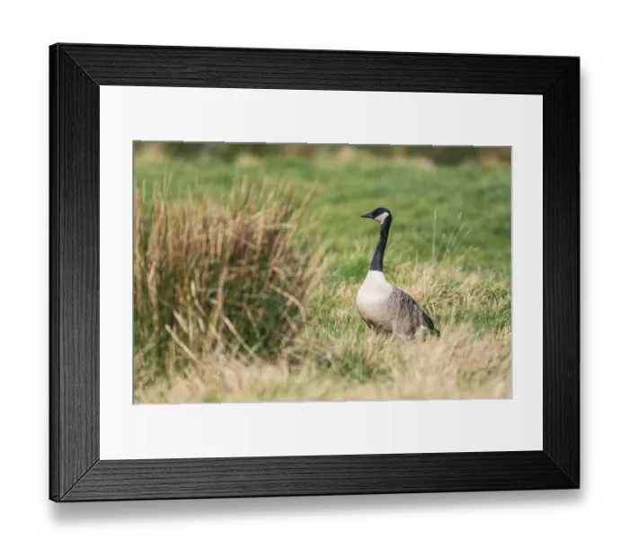 Framed Print : Canada Geese, Canada Goose (Branta Canadensis) at sunrise Framed Print : Canada Geese, Canada Goose (Branta Canadensis) at sunrise