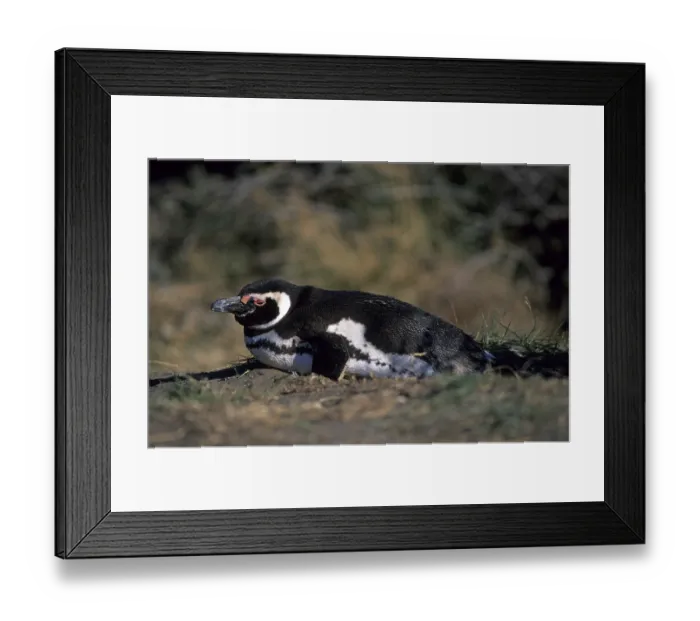 Framed Print : Magellanic penguin Sphenicus magellanicus on Isla Magdalena Patagonia Chile Framed Print : Magellanic penguin Sphenicus magellanicus on Isla Magdalena Patagonia Chile