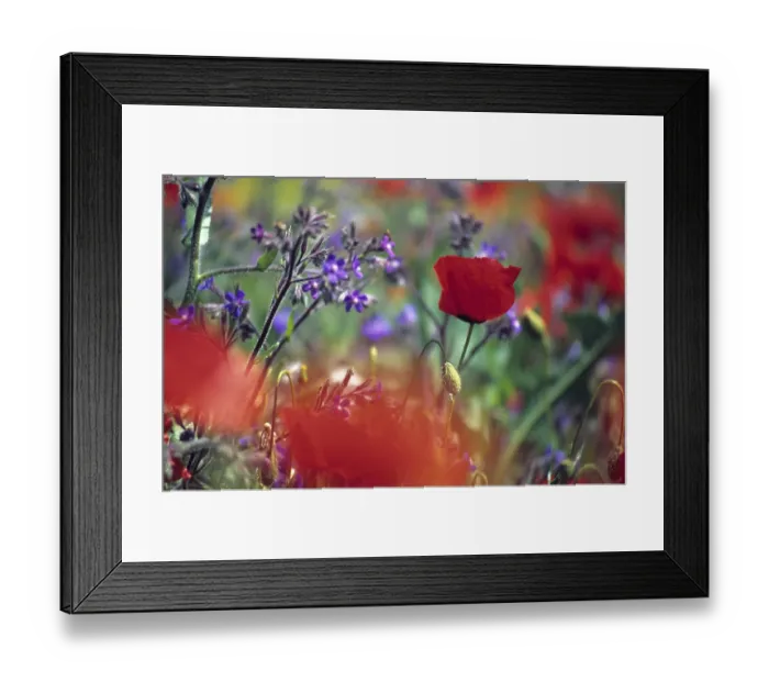 Framed Print : Poppy field near Lioux Provence France Framed Print : Poppy field near Lioux Provence France