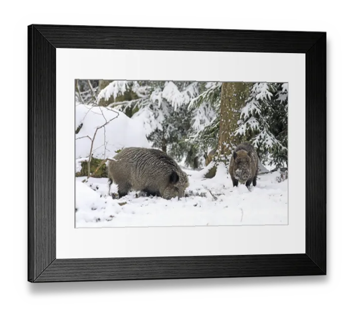 Framed Print : Wild boar (Sus scrofa) in the forest with snow Framed Print : Wild boar (Sus scrofa) in the forest with snow