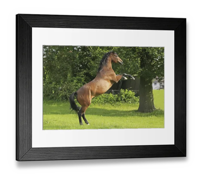 Framed Print : Westphalian Warmblood, Westphalian