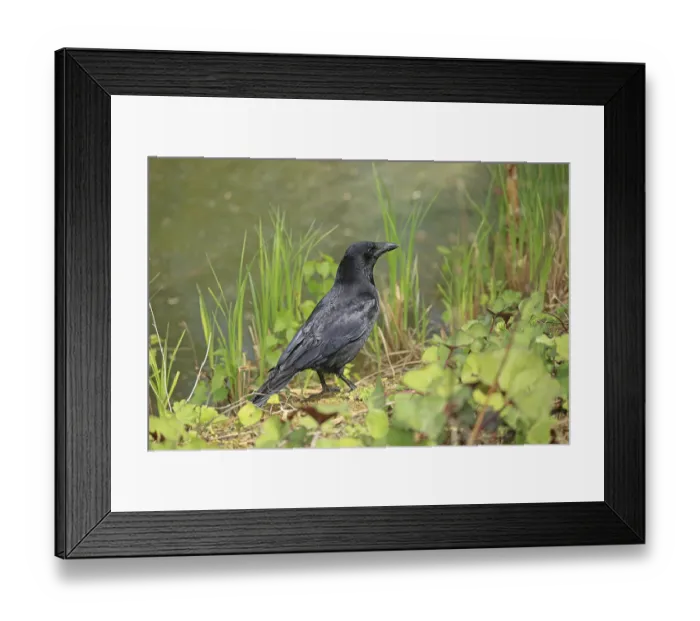 Framed Print : Carrion crow (Corvus corone) Framed Print : Carrion crow (Corvus corone)