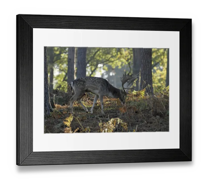Framed Print : Fallow deer (Dama dama), fallow deer, forest