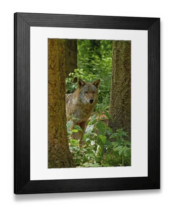 Framed Print : Wolf, European gray wolf, Canis lupus