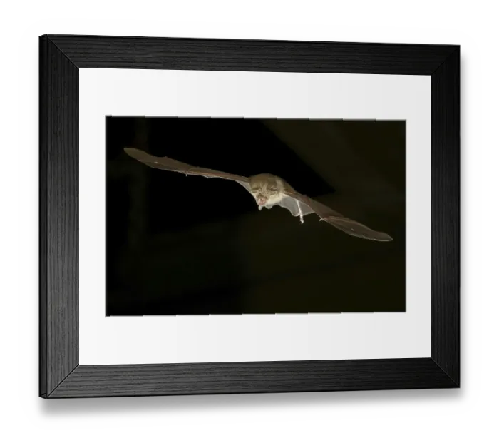 Framed Print : Greater horseshoe bat (Rhinolophus ferrumequinum) in flight at night