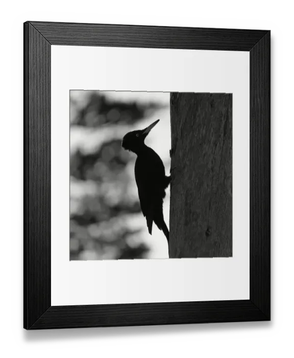 Framed Print : Black woodpecker (Dryocopus martius) on tree trunk Framed Print : Black woodpecker (Dryocopus martius) on tree trunk