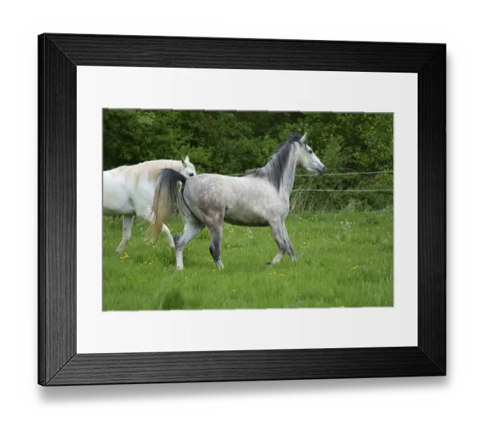 Framed Print : Horses, grey horse running, Hesse, Germany, Europe Framed Print : Horses, grey horse running, Hesse, Germany, Europe
