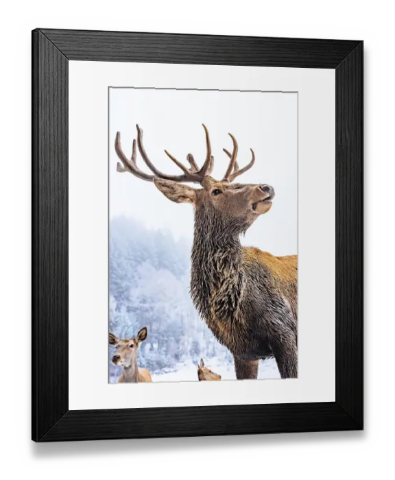 Framed Print : Deer in winter with snow, Ottenhoefen