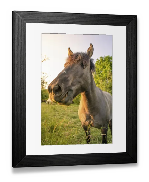 Framed Print : Horse in a meadow, Gechingen, Germany, Europe