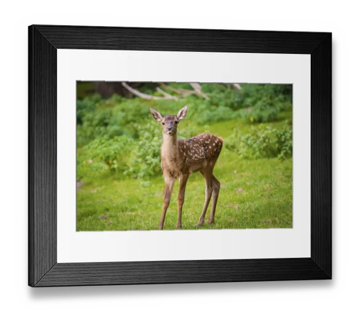 Framed Print : Young roe deer calf in the forest Framed Print : Young roe deer calf in the forest