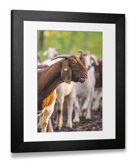 Framed Print : Side view of a goat in the middle of the herd in the forest