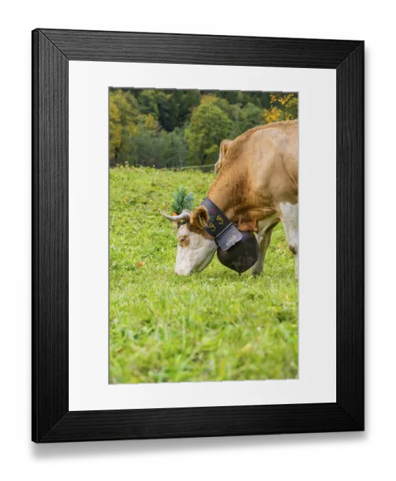 Framed Print : Cow on a green meadow with traditional bell and decorated horns